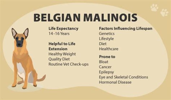 Life with our Belgian Malinois American Akita video statistics