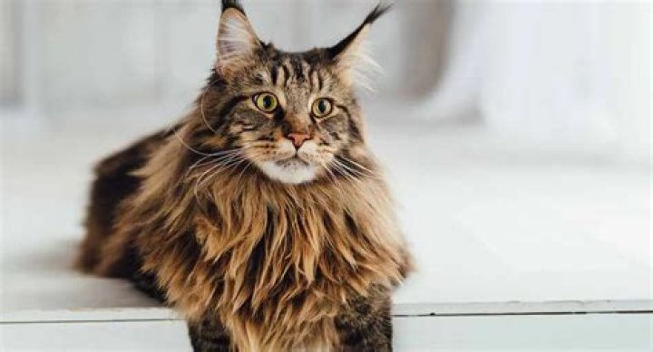 Tucker Carlson Pets - Celebrity Pets
